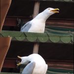 Inhaling Seagull Blank Meme Template