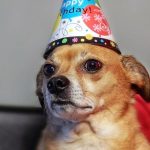 Puppy Cute Birthday Blank Meme Template