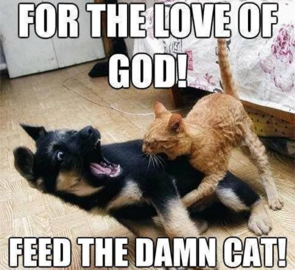 Cat meme for you 1 ...