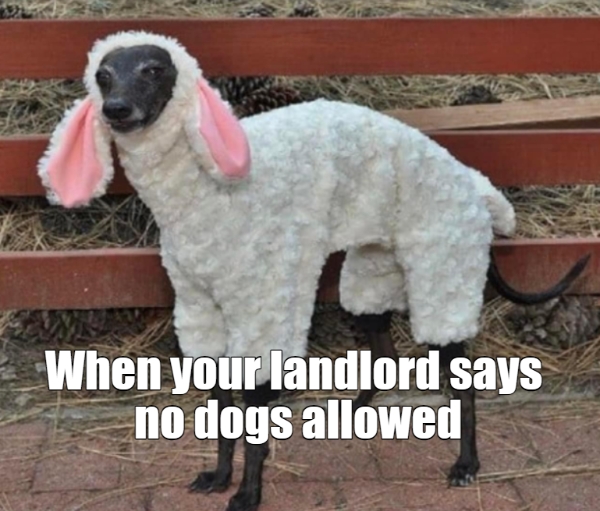 When your landlord says no dogs allowed 1 When your landlord says no dogs allowed